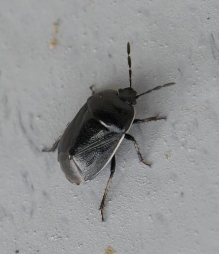 Réf. 218 196 : Adomerus maculipes